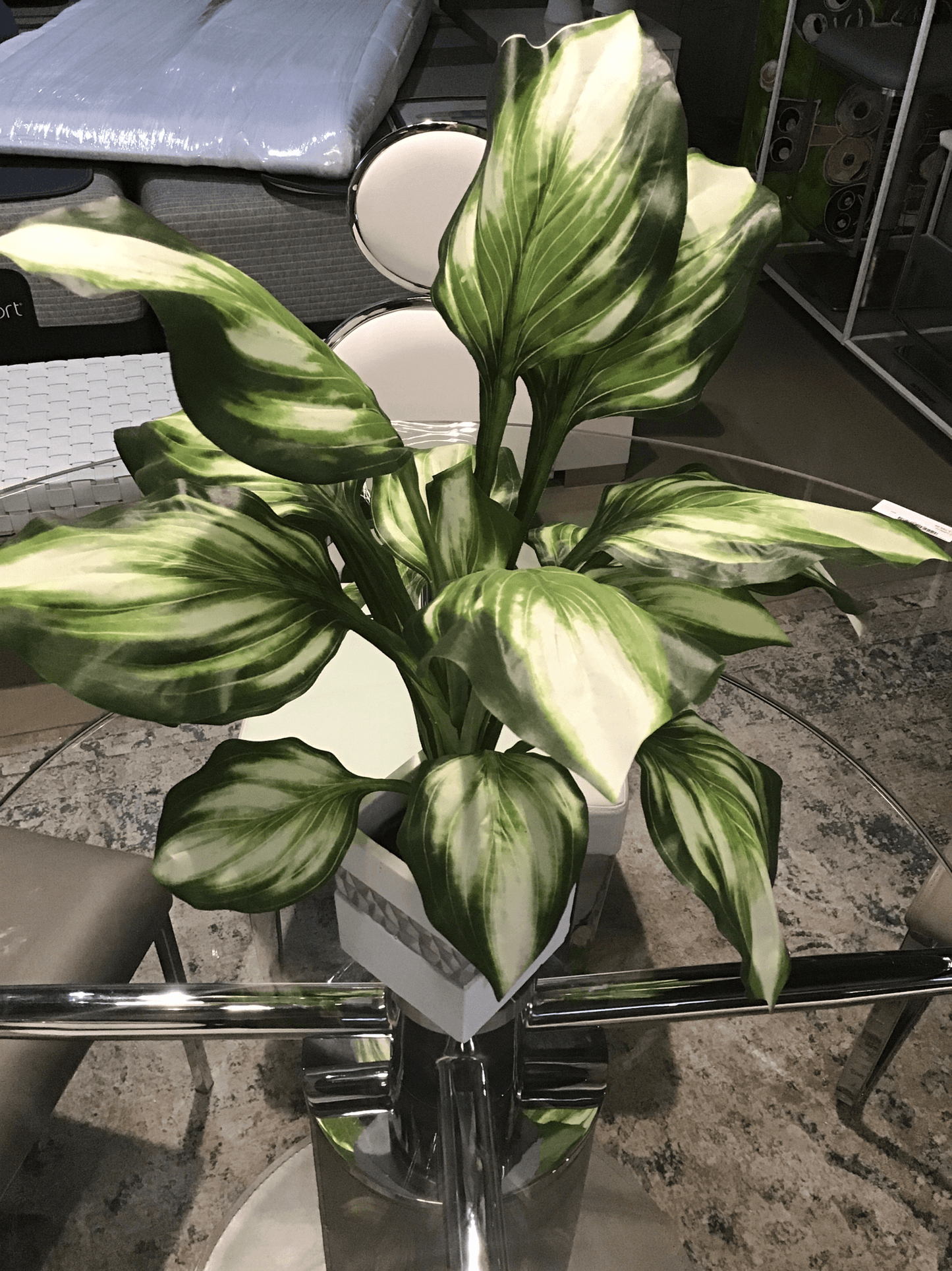 Pianta da tavolo con base quadrata