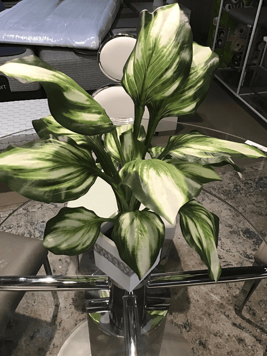 Pianta da tavolo con base quadrata