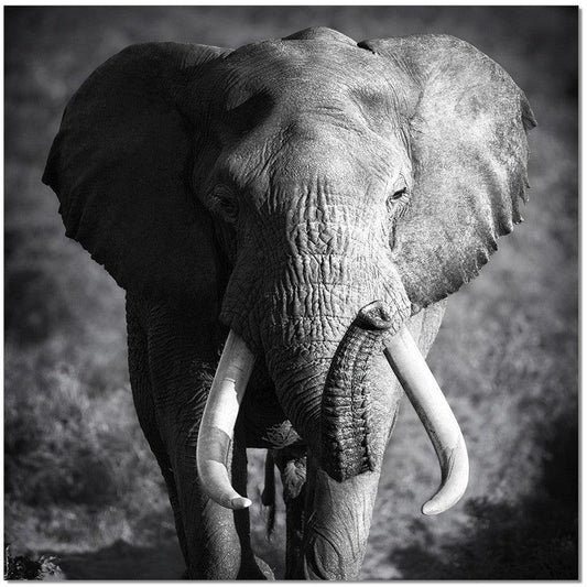 Potere dell'elefante