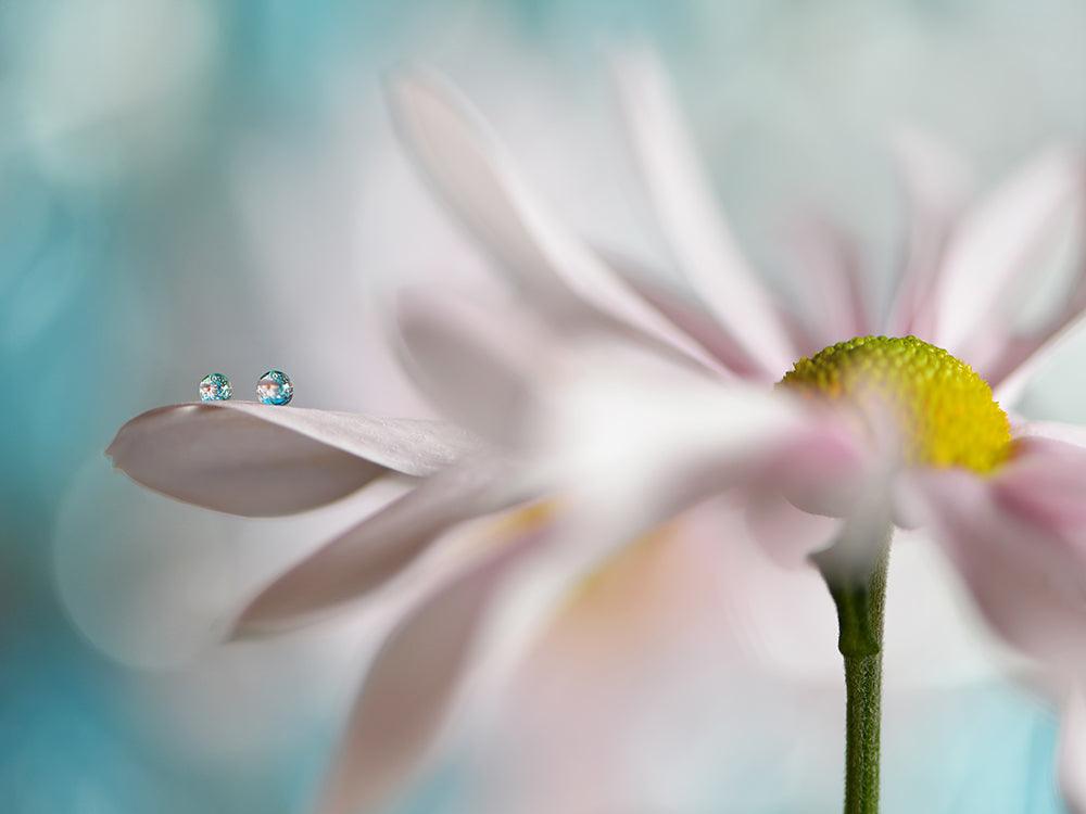 Duo di margherite rosa I